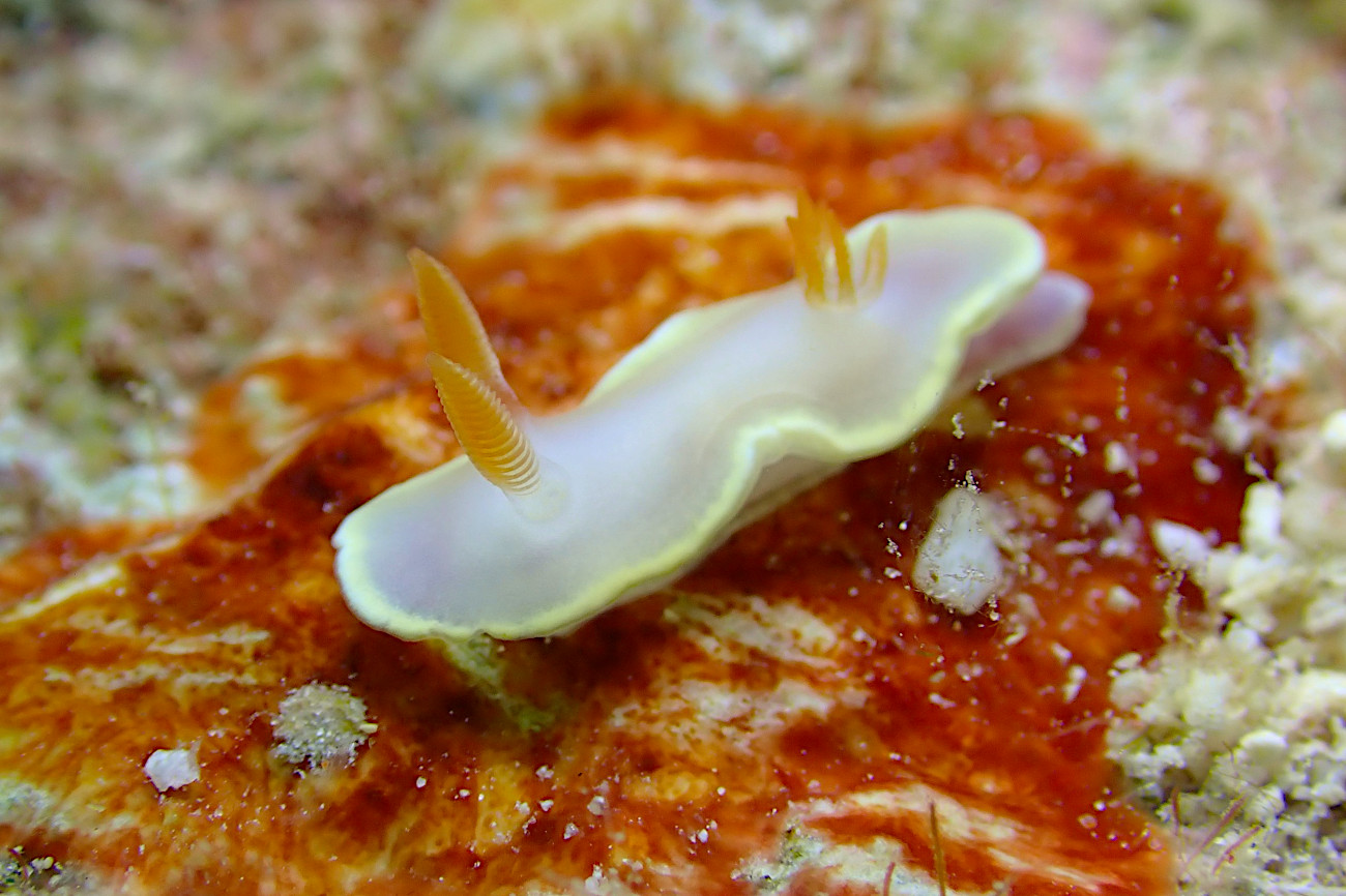 ヘリシロイロウミウシ