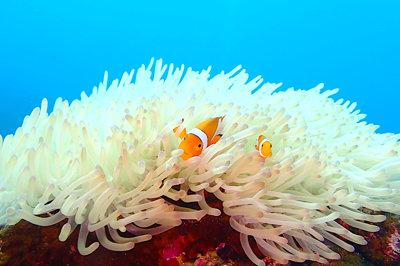 カクレクマノミ