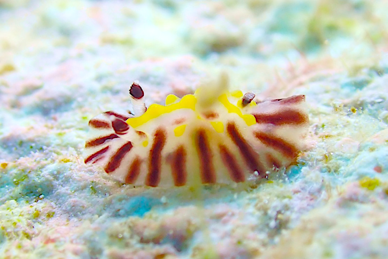 エレガントヒオドシウミウシ