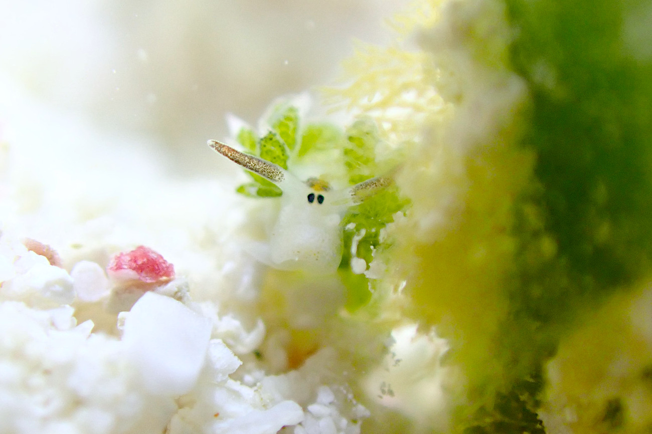 クサイロモウミウシ