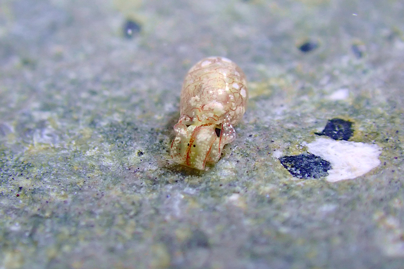 キバカイコガイ