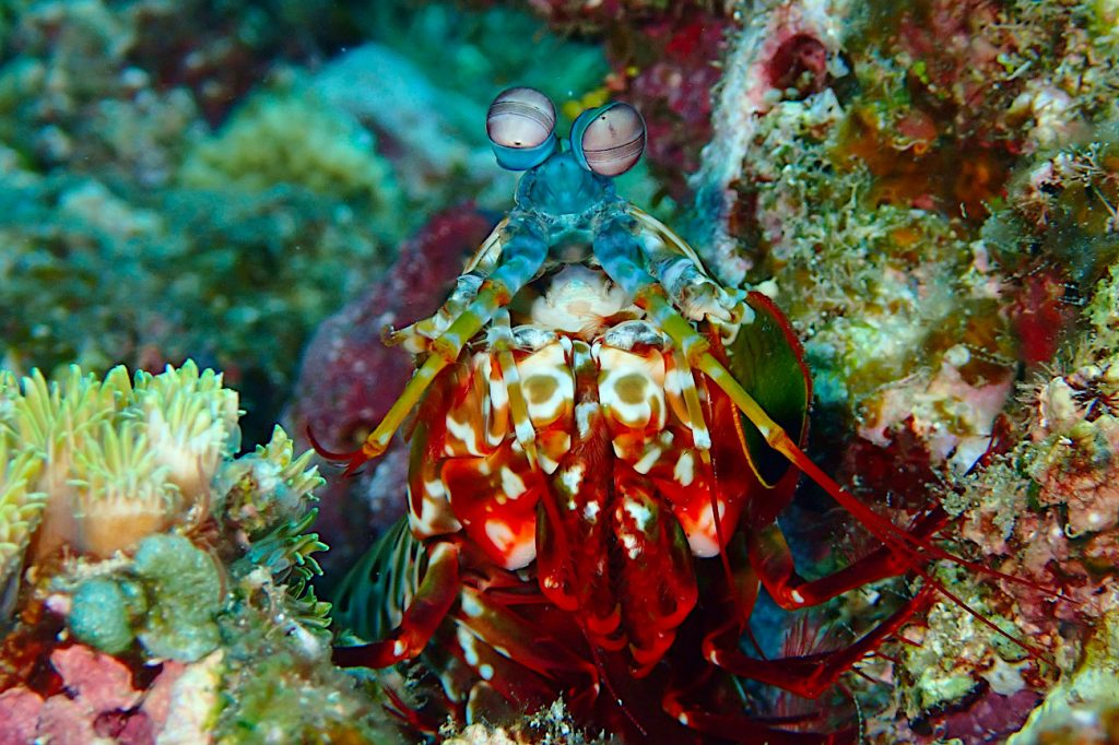 モンハナシャコ