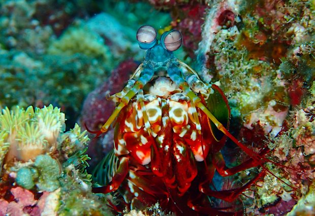 モンハナシャコ