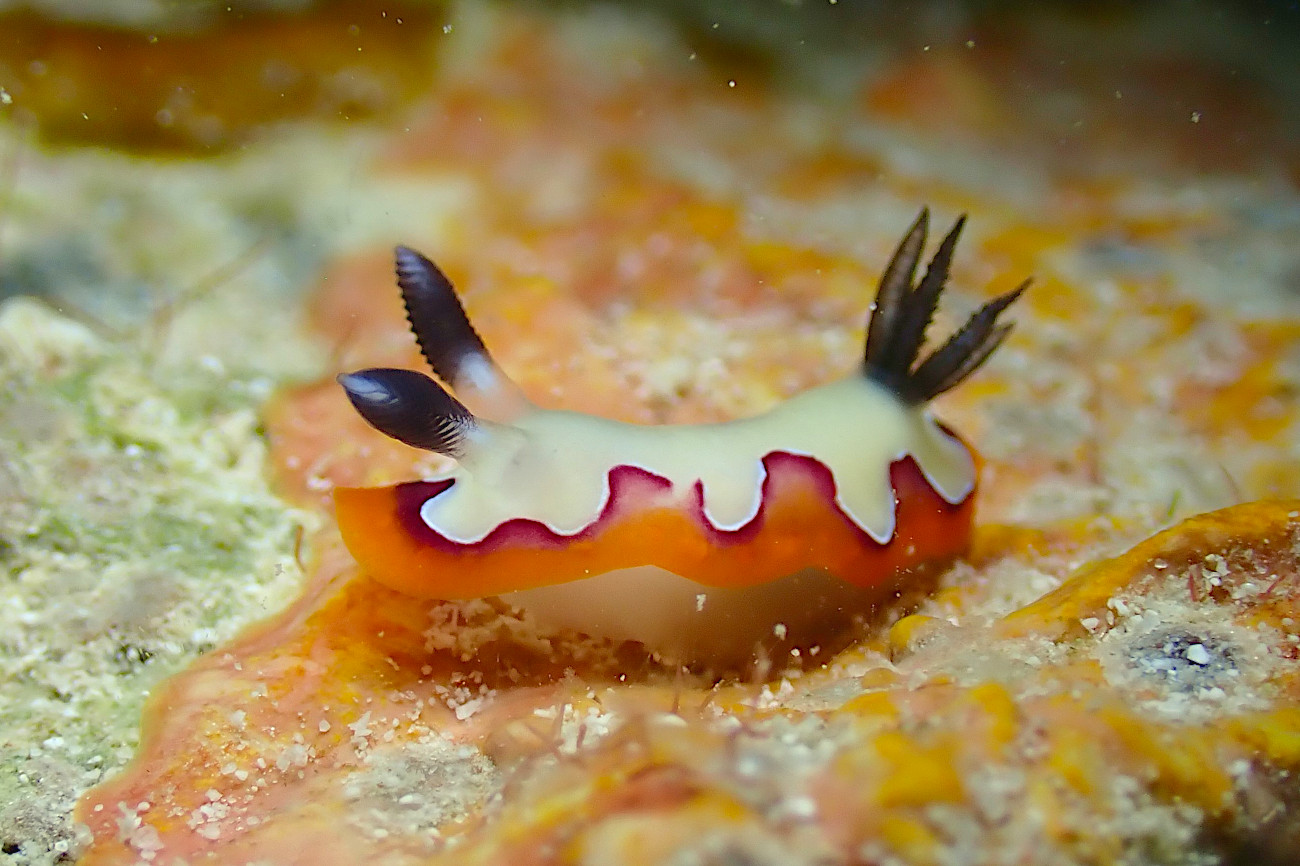 フジナミウミウシ