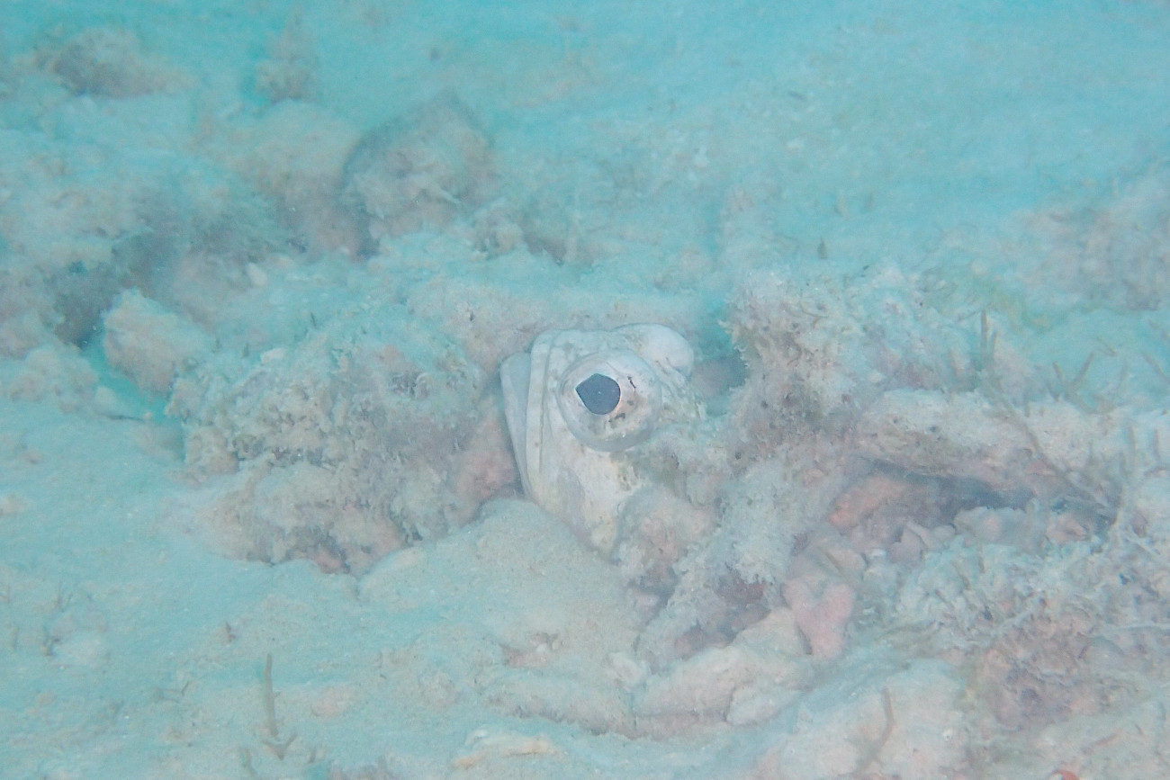 ジョーフィッシュ