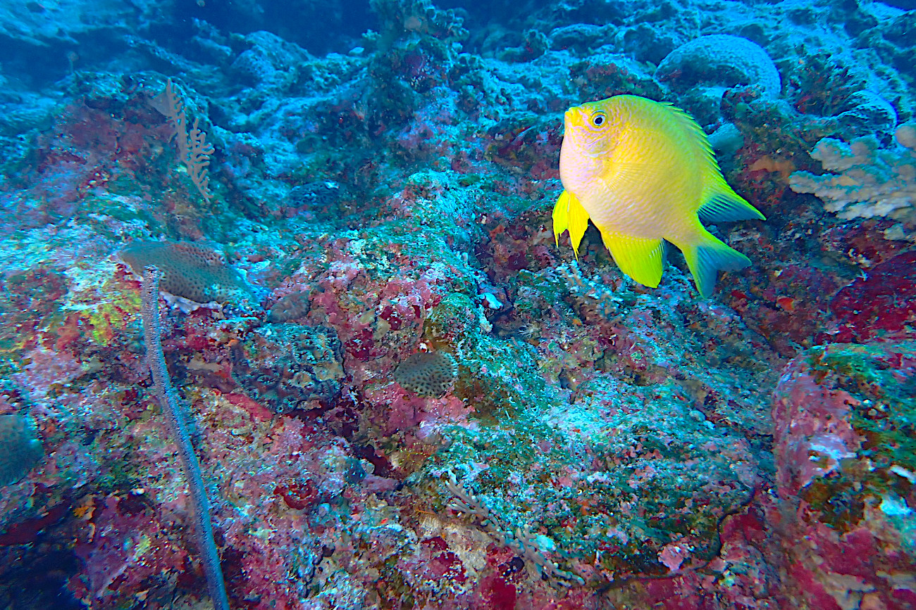 卵を守るヤマブキスズメダイ