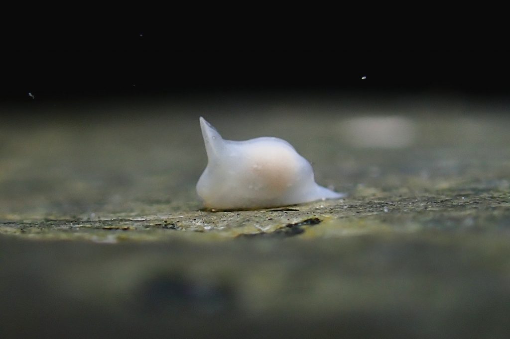 シロウミコチョウ