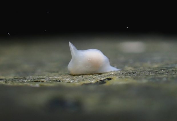 シロウミコチョウ