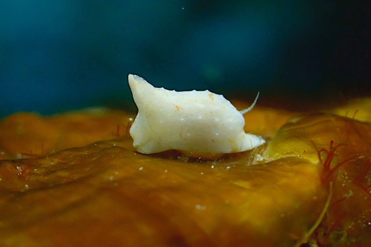 ヤマトウミコチョウ属の一種４