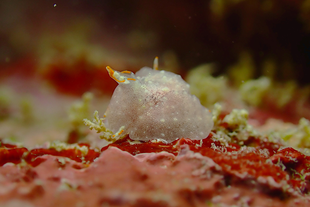 コンニャクウミコチョウ