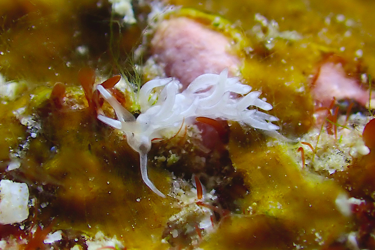 シロタエミノウミウシ属の一種４３