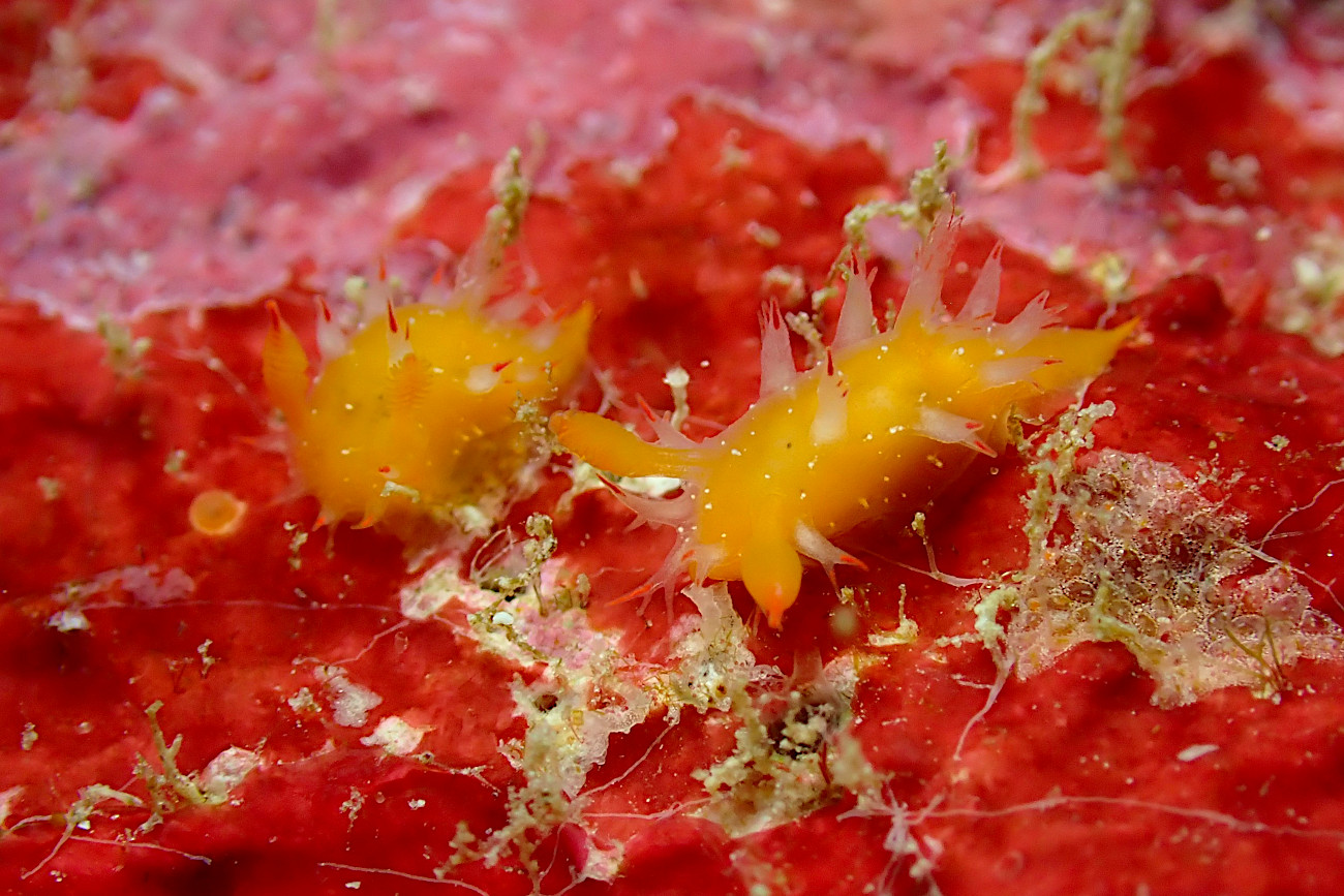 ヒメエダウミウシ