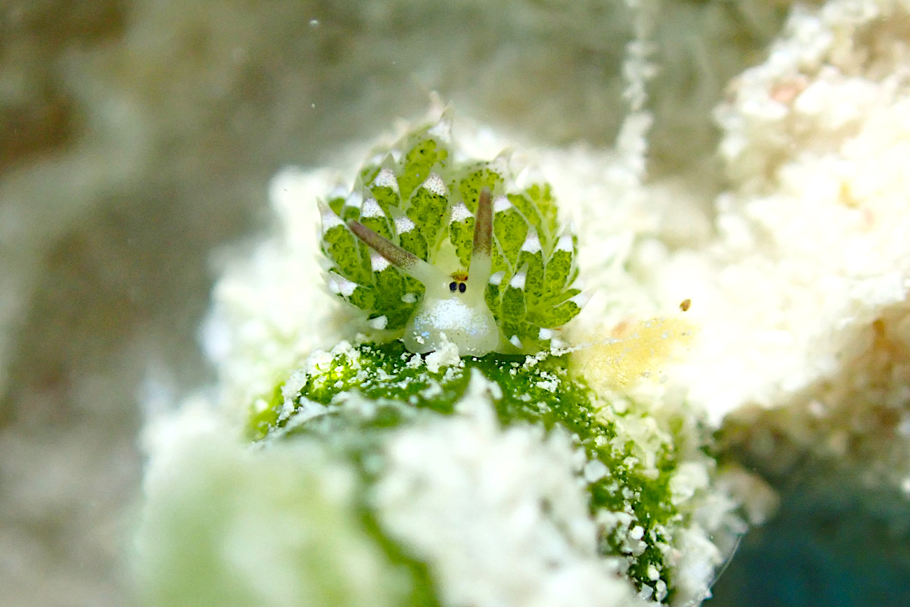 クサイロモウミウシ