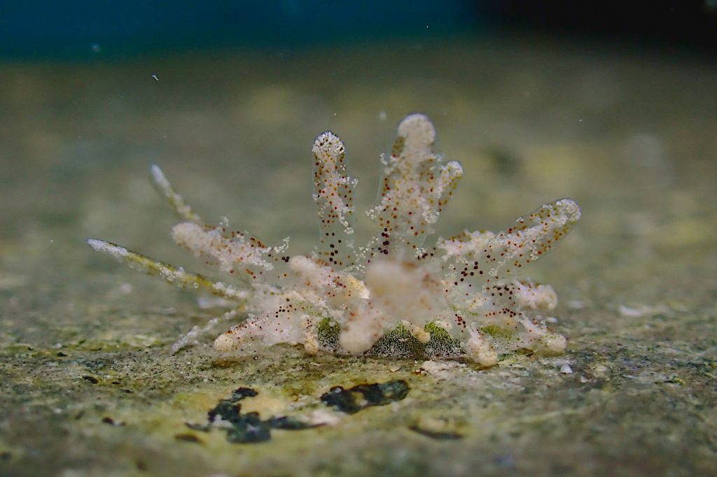 ソウゲンウミウシ