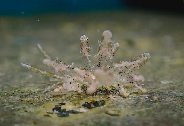 ソウゲンウミウシ