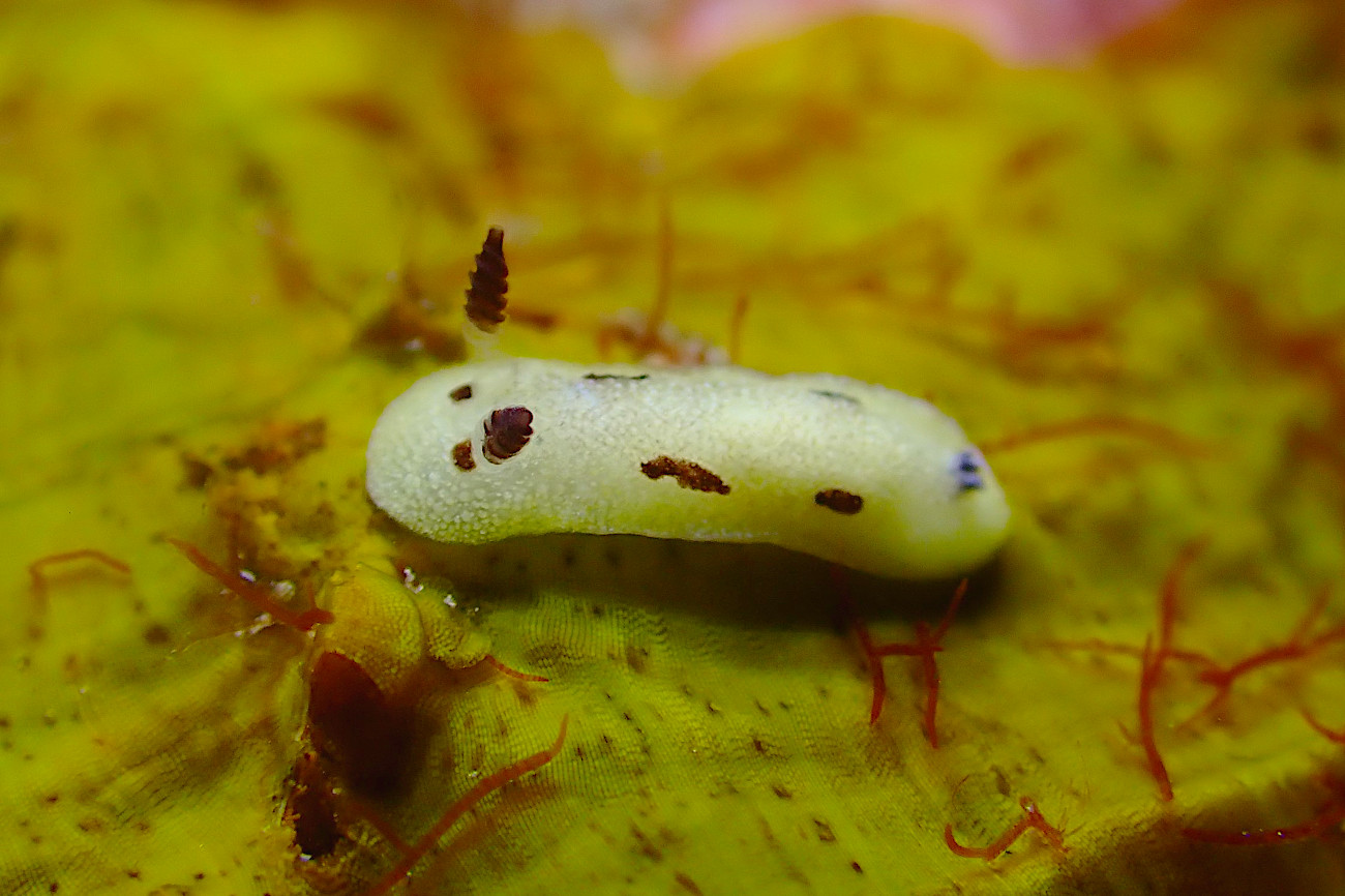 ツギアテウミウシ