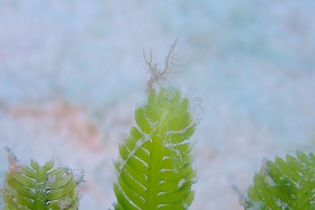 フィコカリス・シムランス