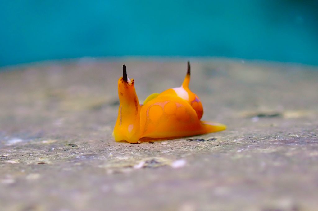 キマダラウミコチョウ