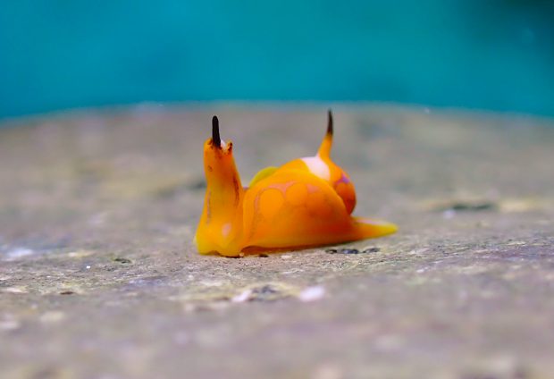 キマダラウミコチョウ