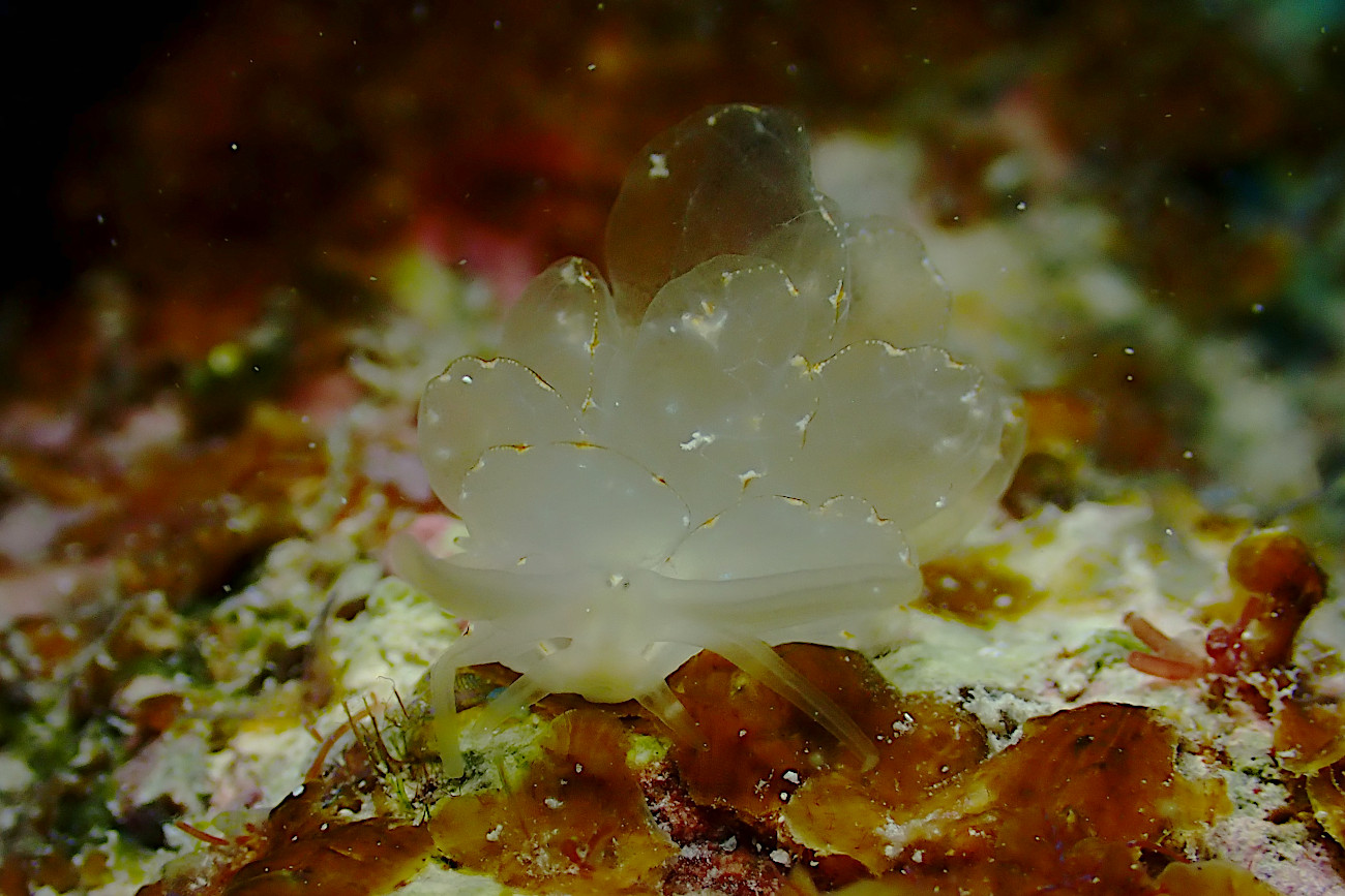 ミヤビウロコウミウシ