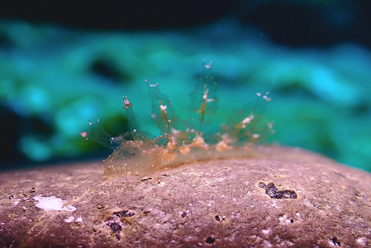 マツゲメリベウミウシ