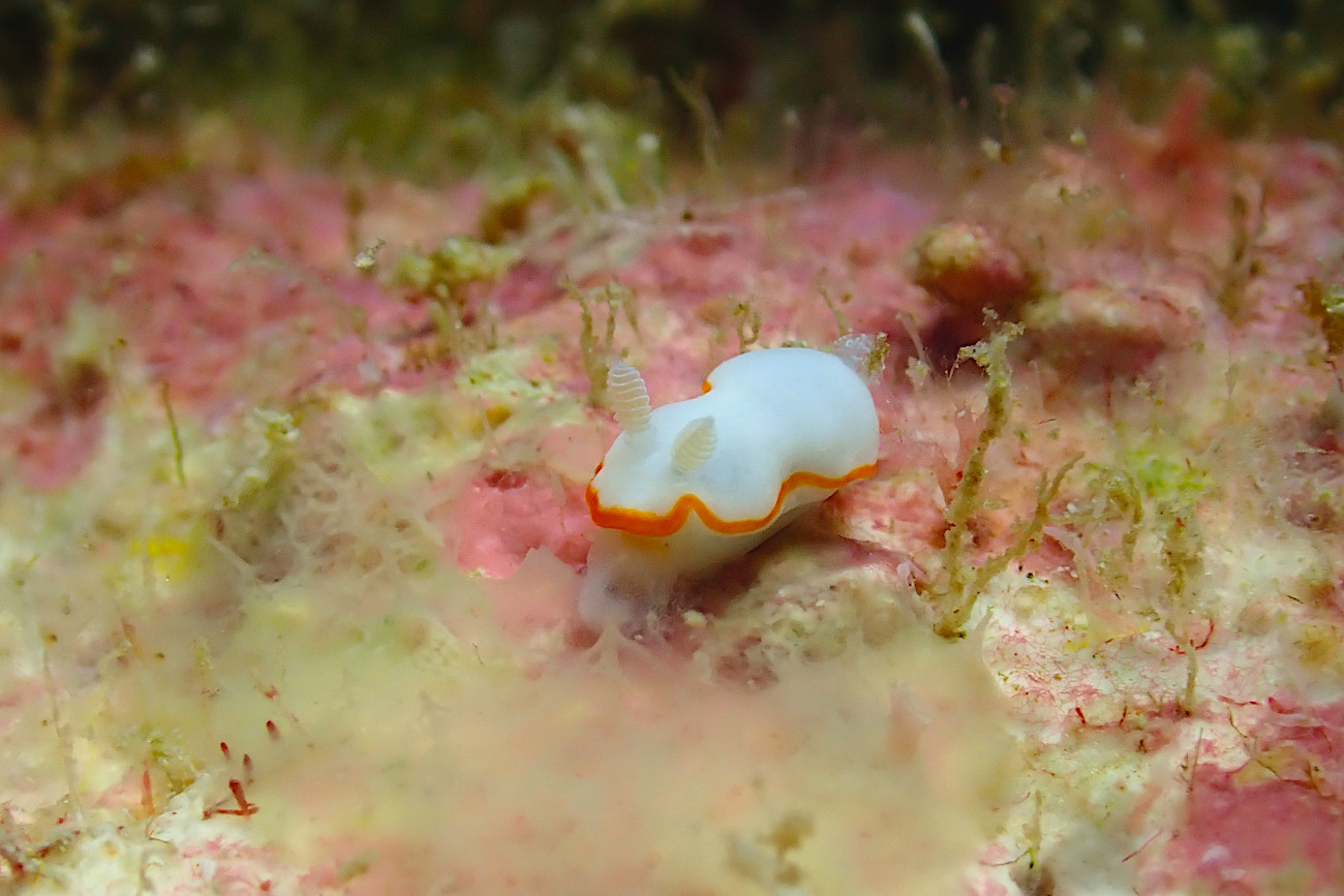 ボンボリイロイウミウシ