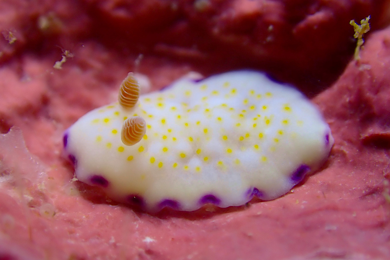 ヒメコモンウミウシ