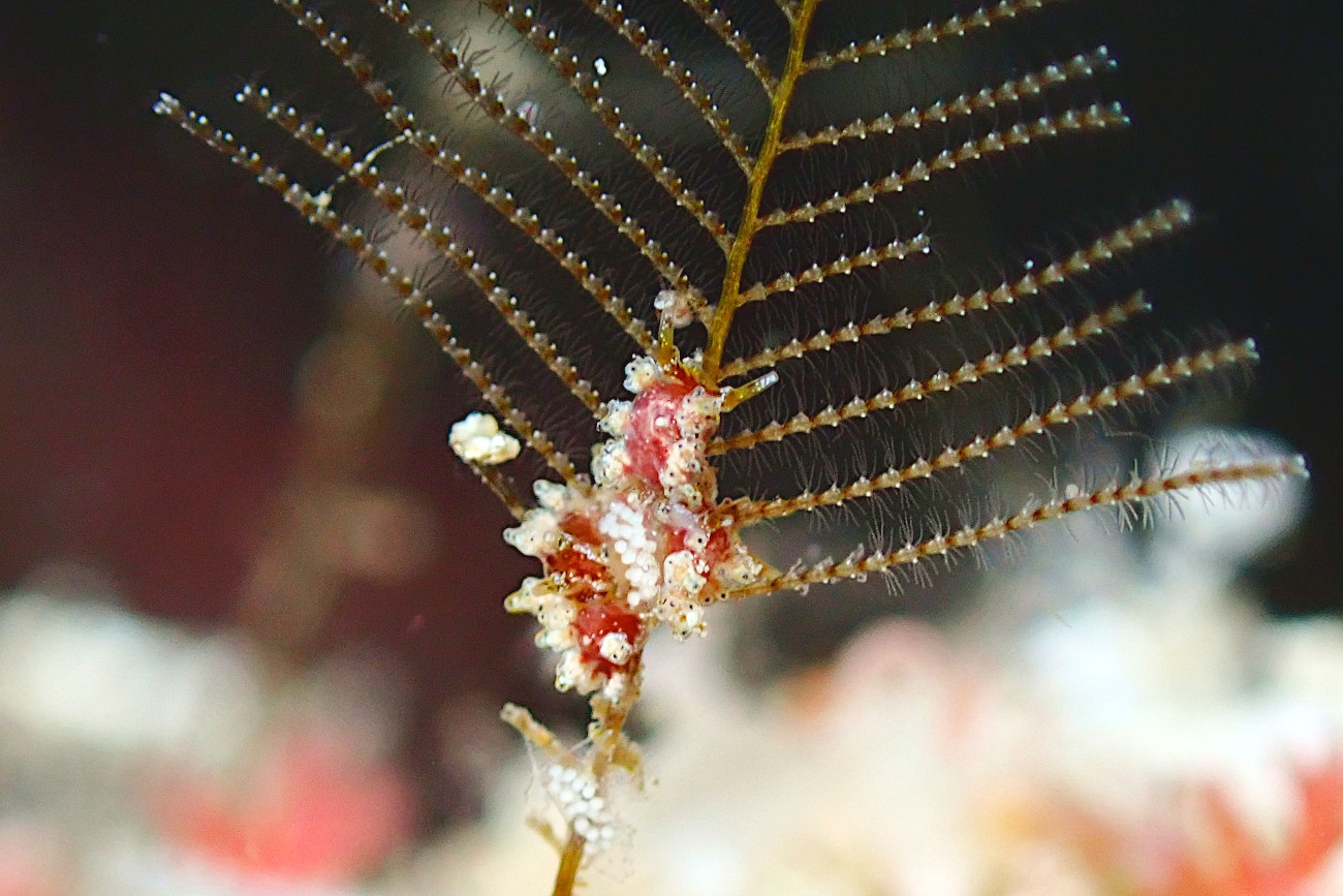 マツカサウミウシ属の一種１３