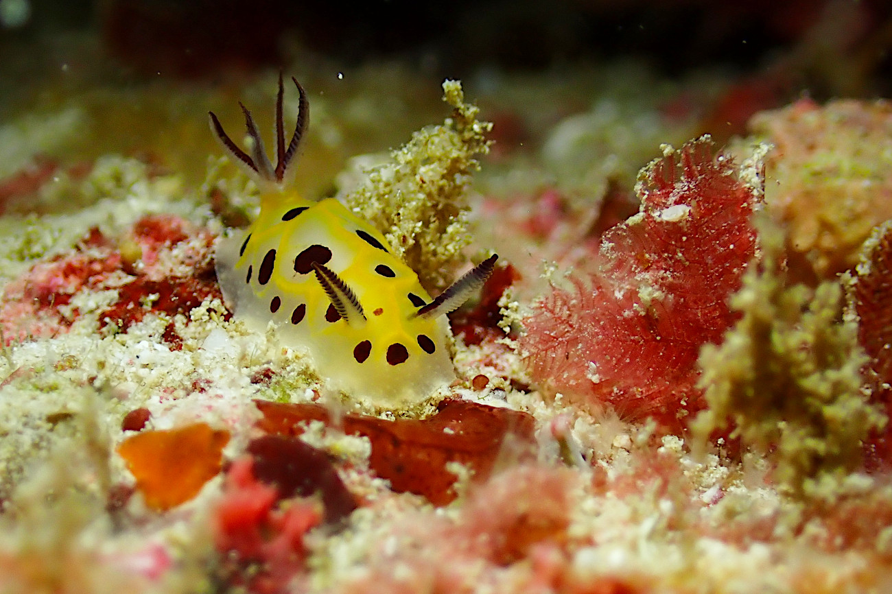 テンテンウミウシ