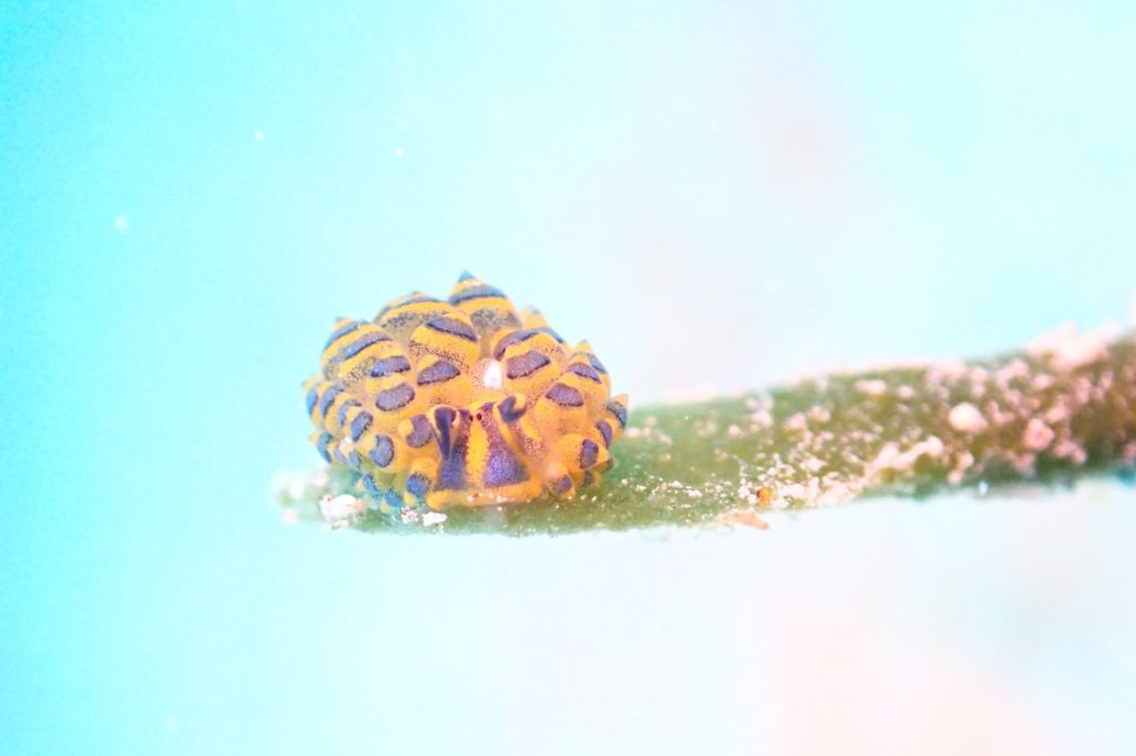 ミナミアオモウミウシ