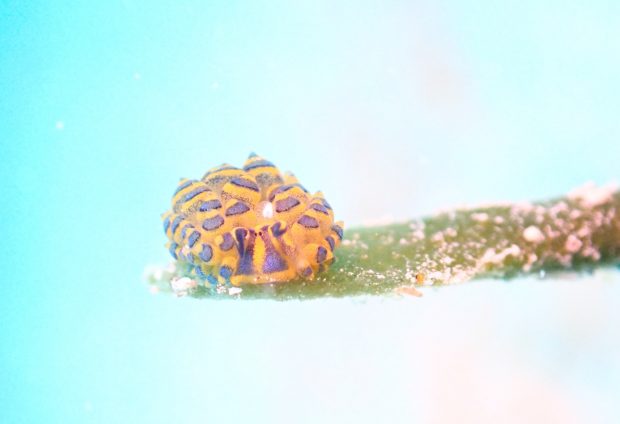 ミナミアオモウミウシ