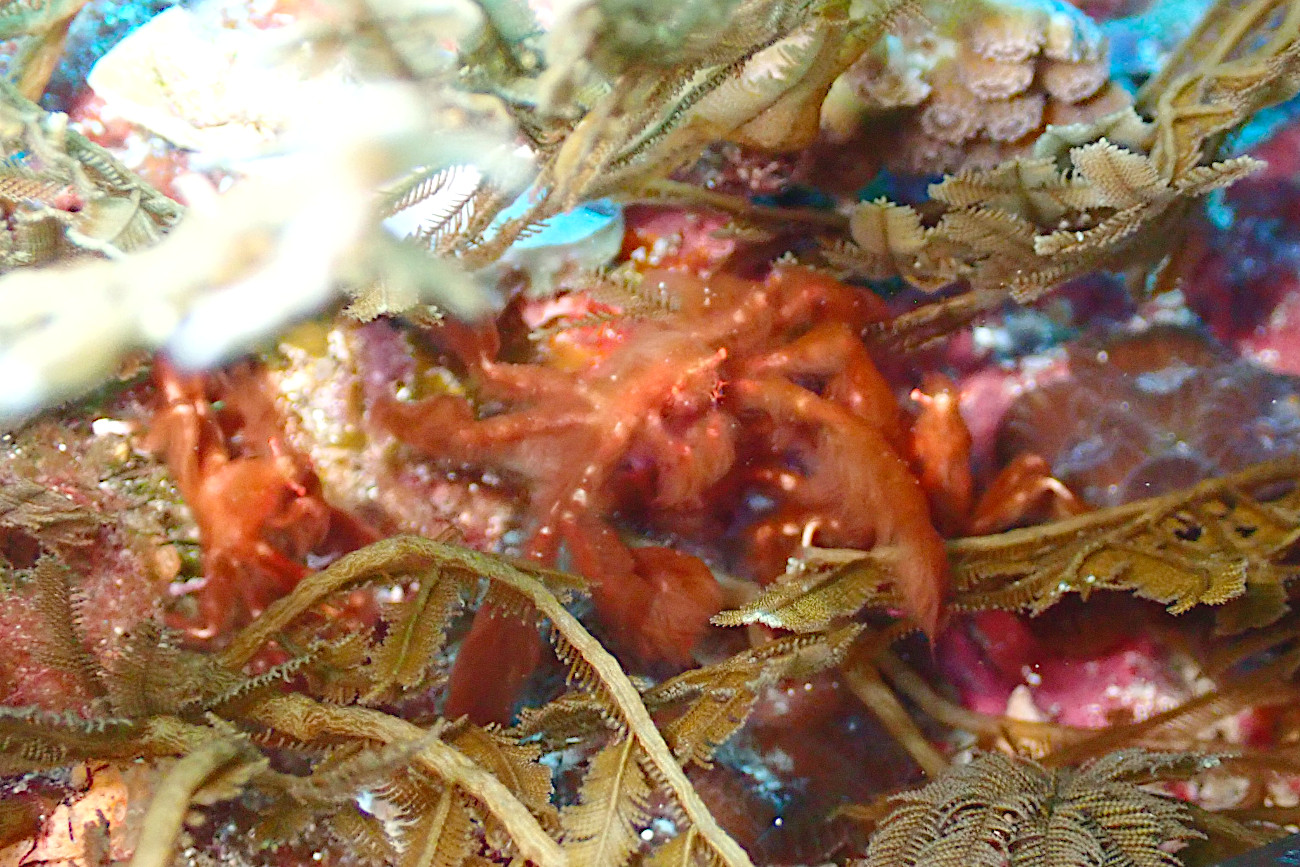 オランウータンクラブ