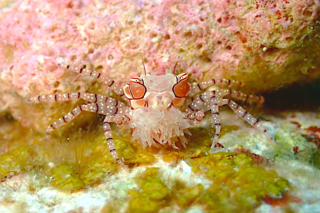 キンチャクガニ