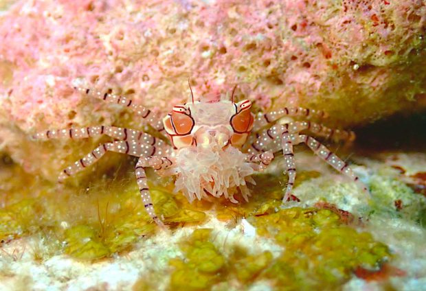 キンチャクガニ