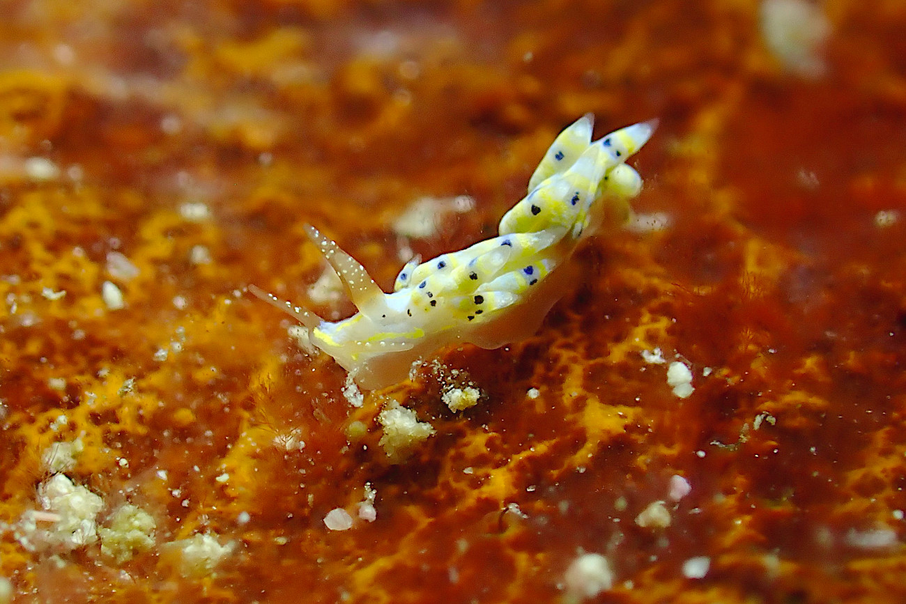 シロタエミノウミウシ属の一種７２