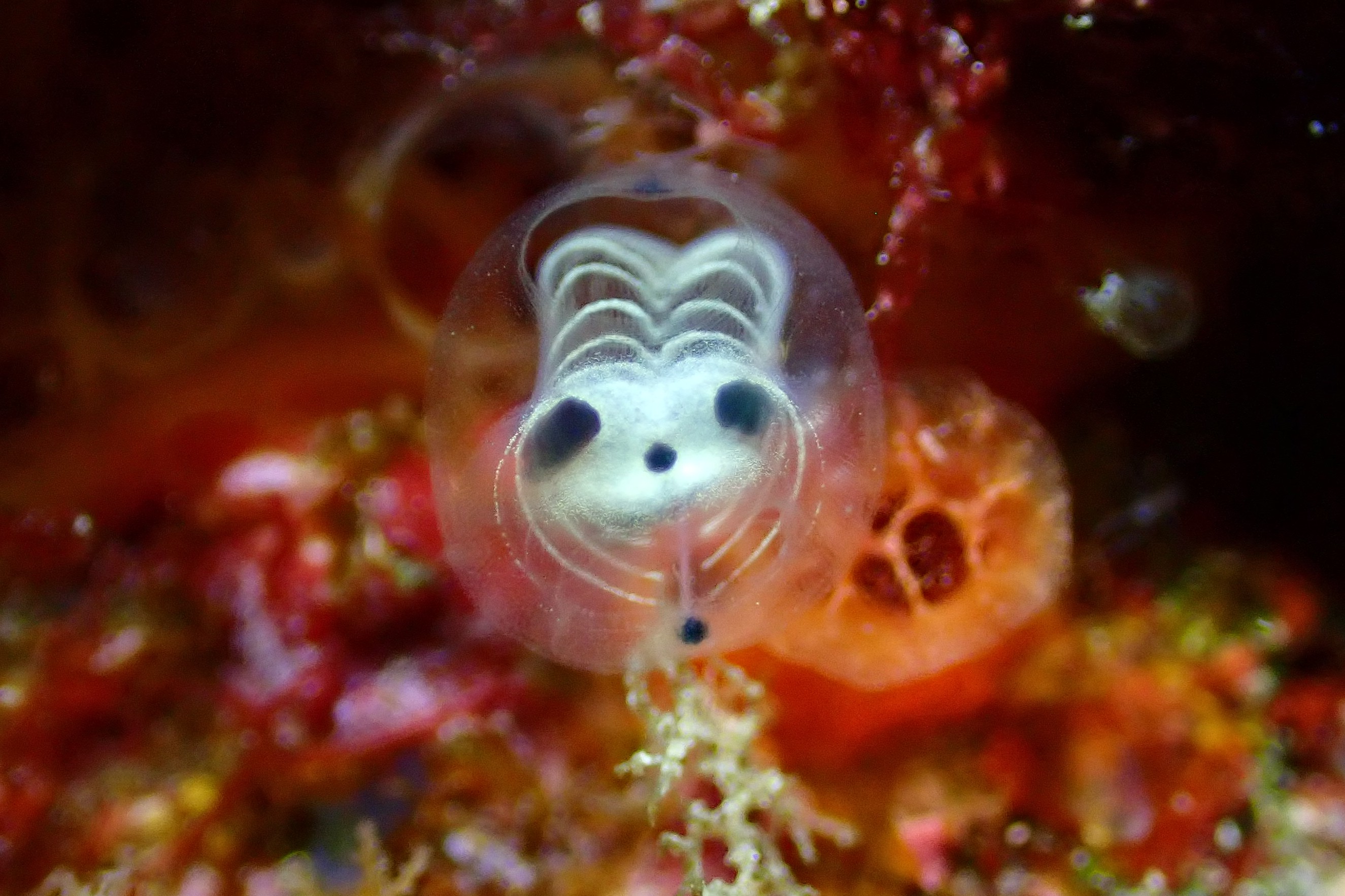 ガイコツパンダホヤ