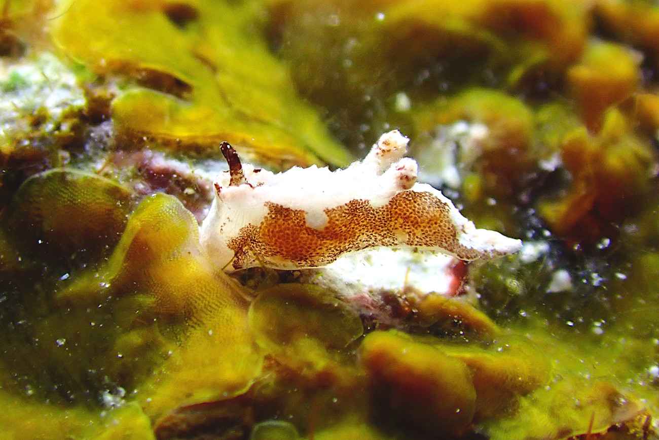 マーフィドーリス属の一種３