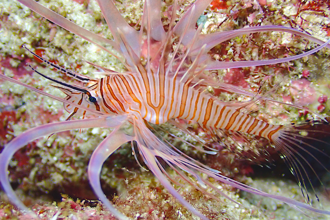 ハナミノカサゴの幼魚