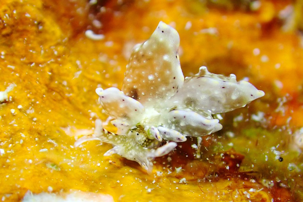 テンセンウロコウミウシ