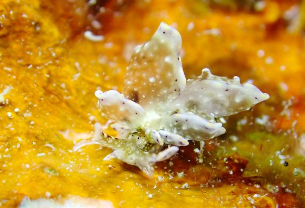 テンセンウロコウミウシ