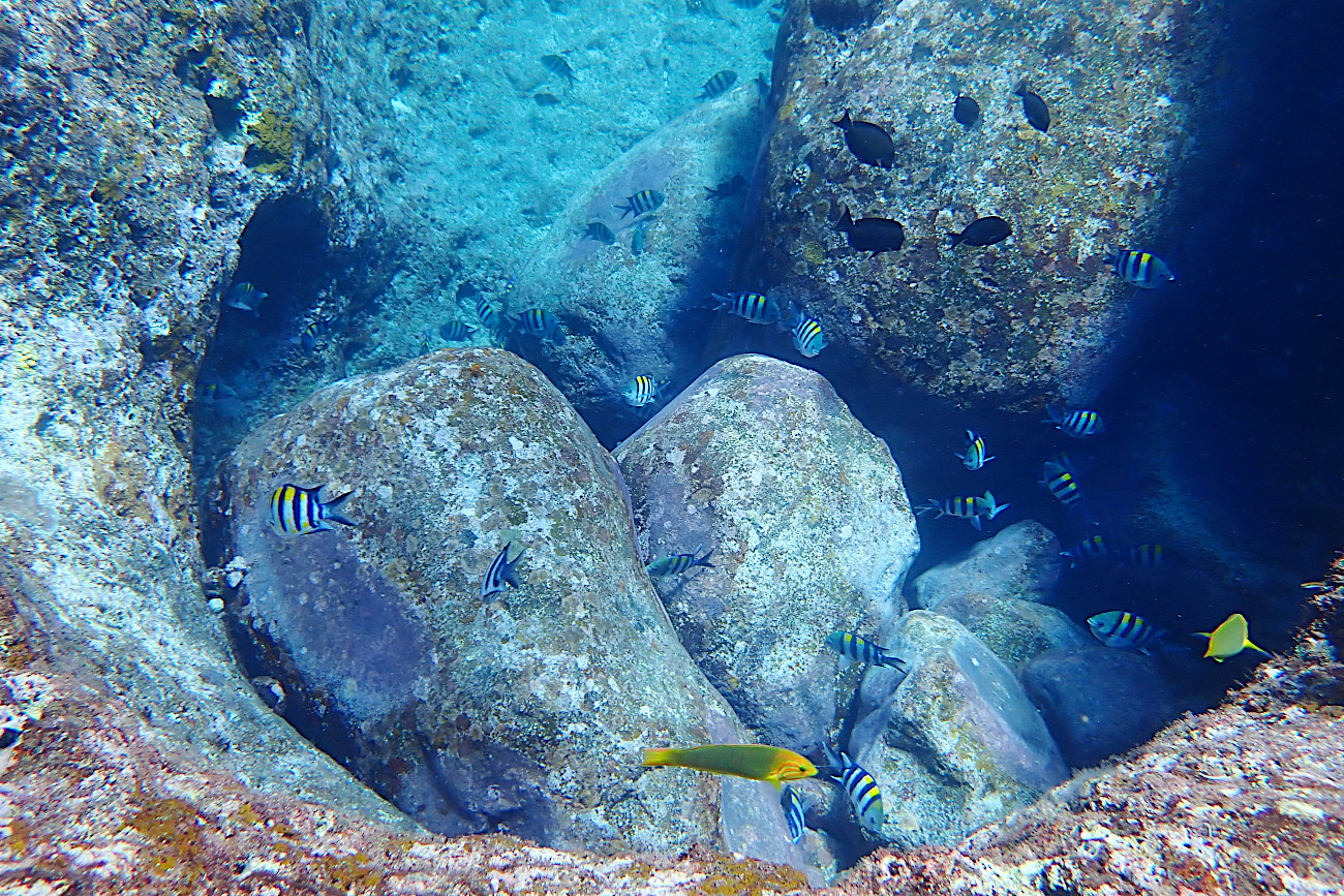 卵を守るオヤビッチャ