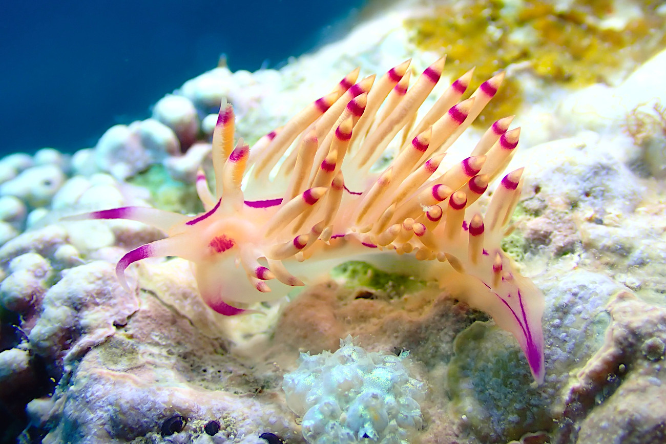 コリュフェリナ・プセウドロトス