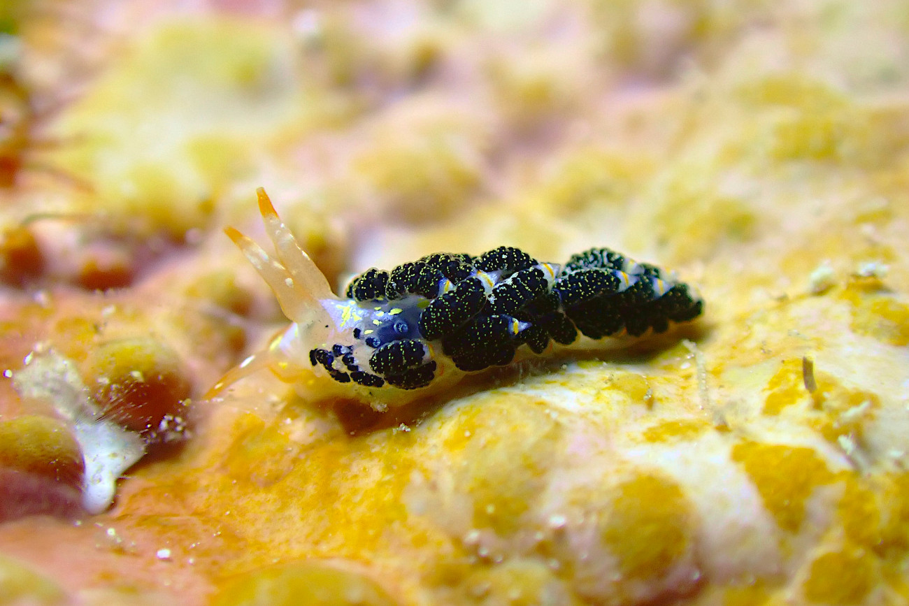 ゴシキミノウミウシ