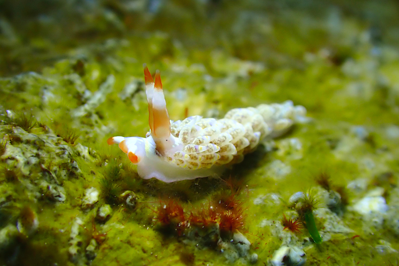 シロタエミノウミウシ属の一種５５