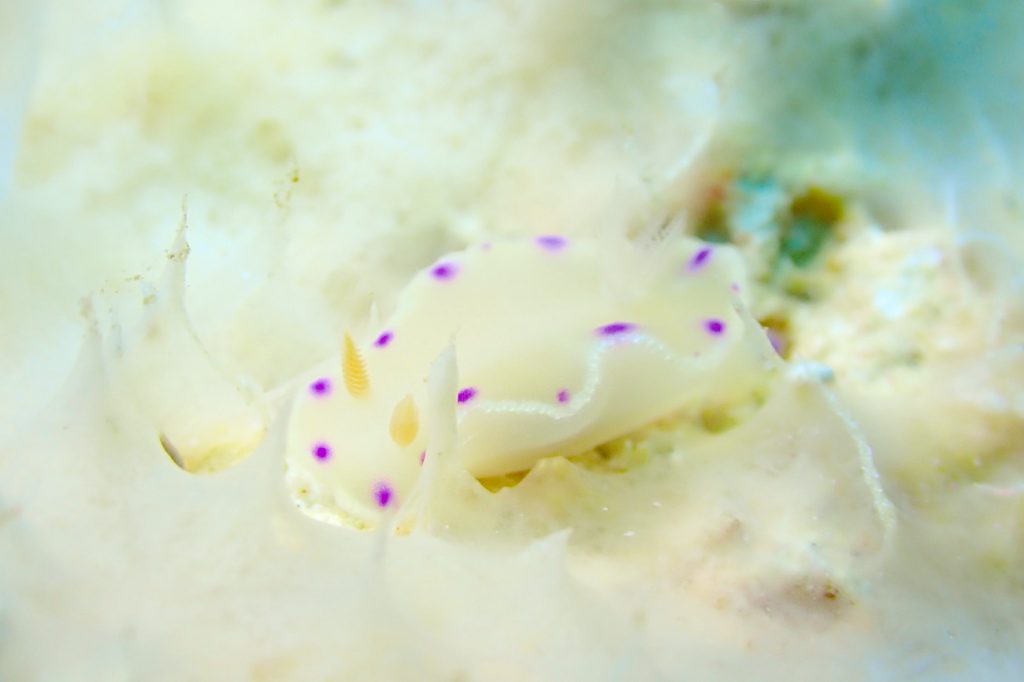 コハクニシキウミウシ