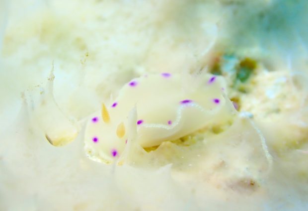 コハクニシキウミウシ