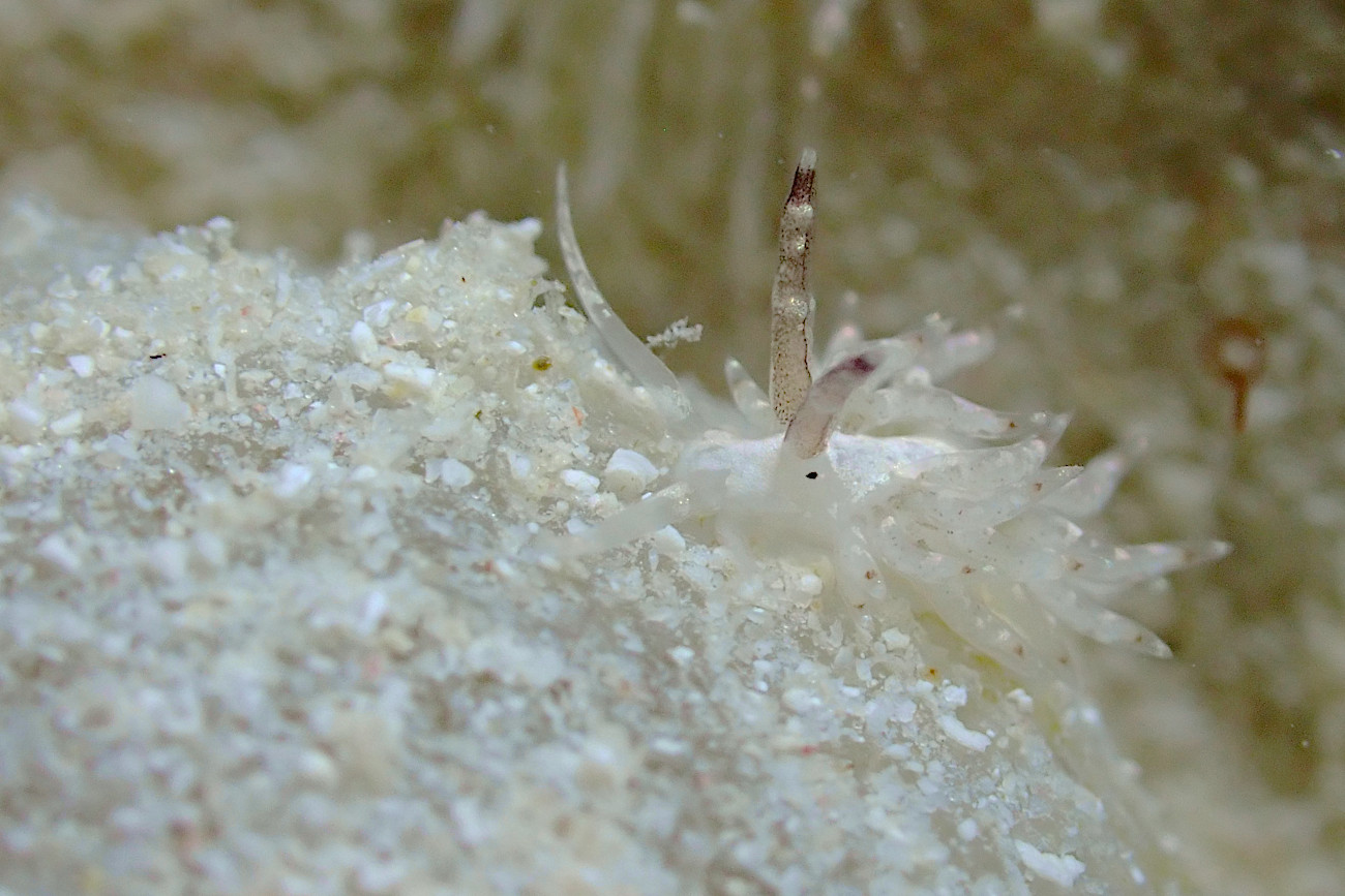 トモエミノウミウシ属の一種７