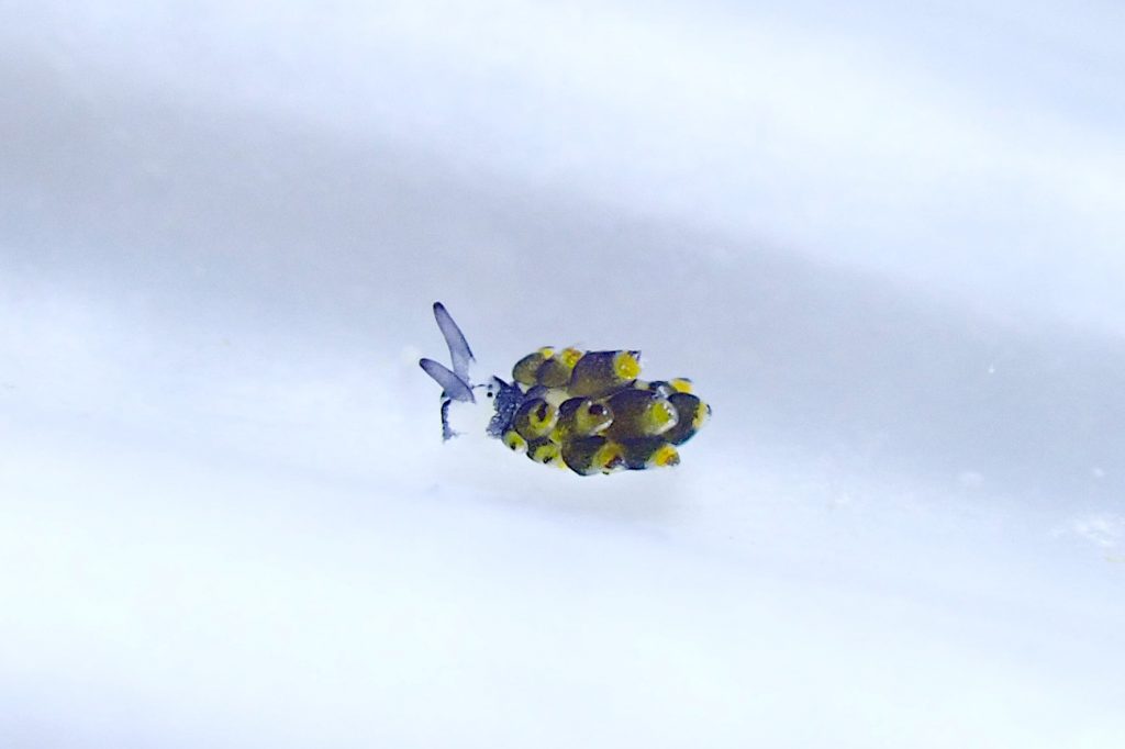 チビクロモウミウシ