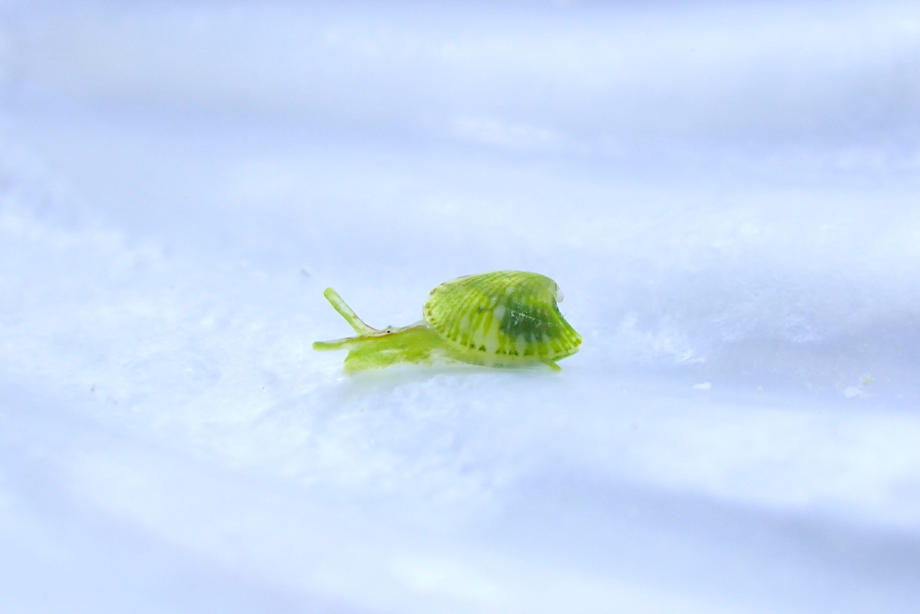 ミシマユリヤガイ