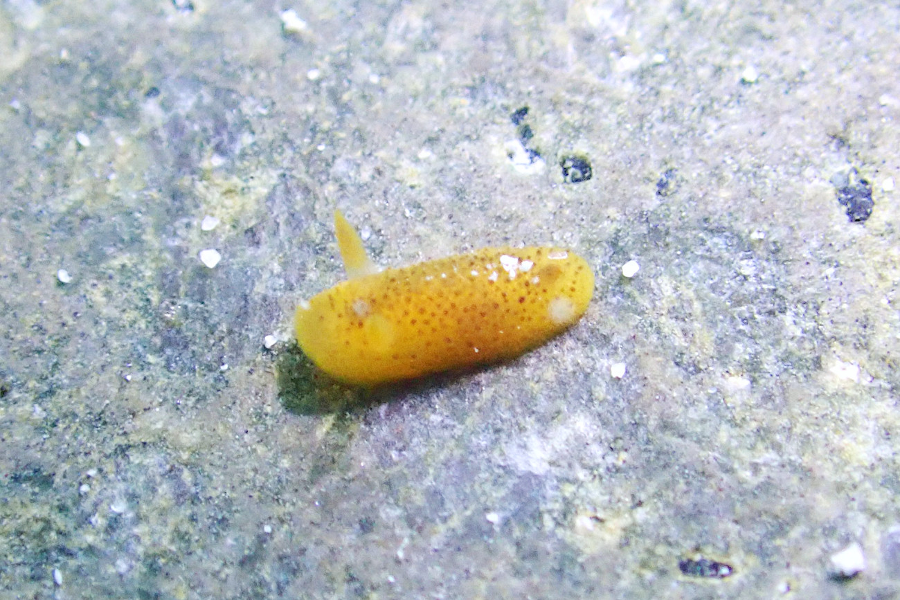 ドーリス科の仲間